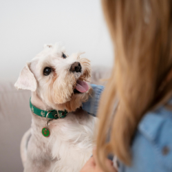 Cbd Dog Treats For Joint Pain